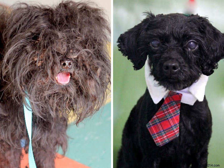 Top 10 Shelter Dog Makeovers from the 2019 Dirty Dogs Contest