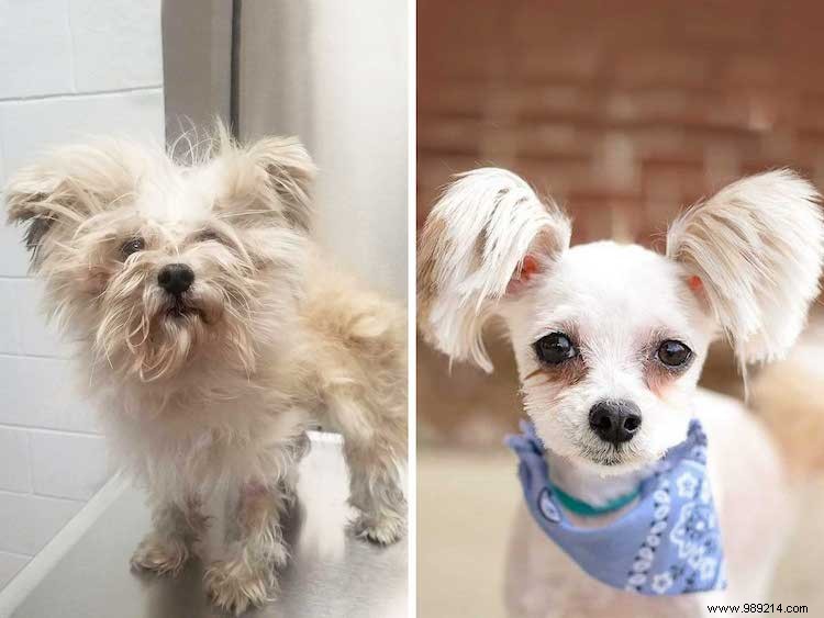 Top 10 Shelter Dog Makeovers from the 2019 Dirty Dogs Contest