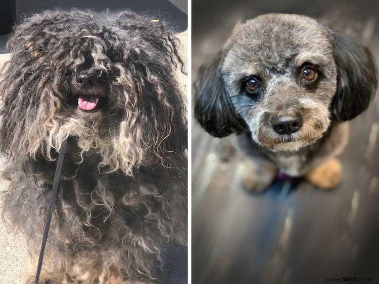 Top 10 Shelter Dog Makeovers from the 2019 Dirty Dogs Contest
