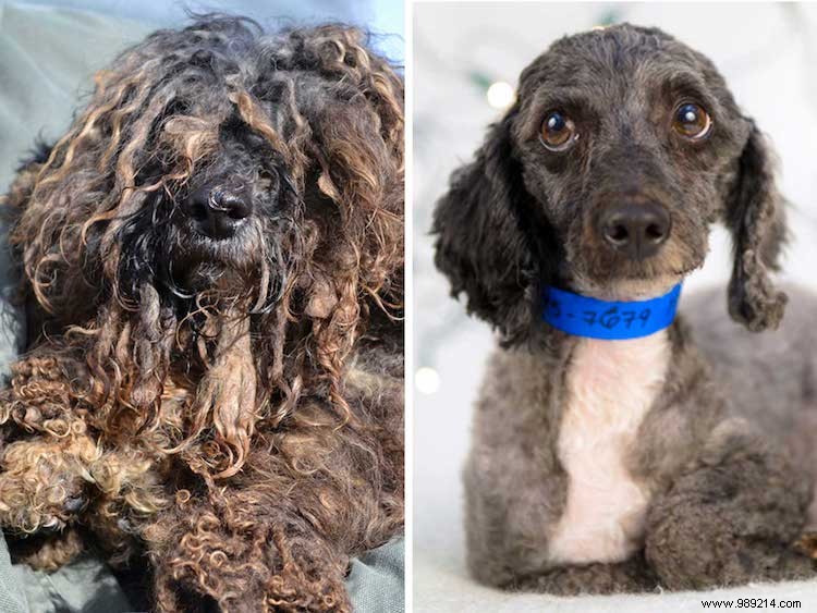 Top 10 Shelter Dog Makeovers from the 2019 Dirty Dogs Contest