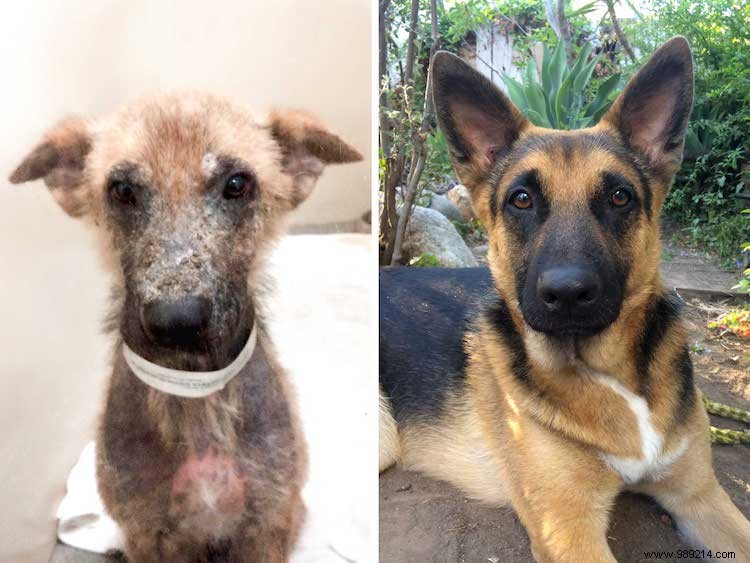 Top 10 Shelter Dog Makeovers from the 2019 Dirty Dogs Contest