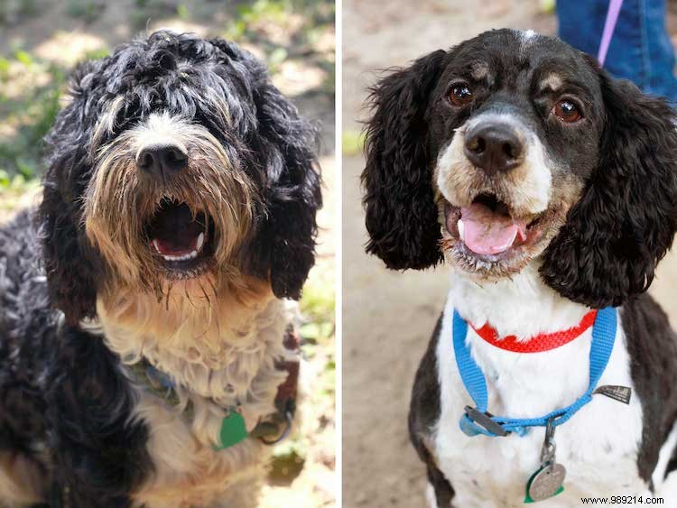 Top 10 Shelter Dog Makeovers from the 2019 Dirty Dogs Contest
