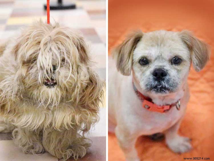 Top 10 Shelter Dog Makeovers from the 2019 Dirty Dogs Contest