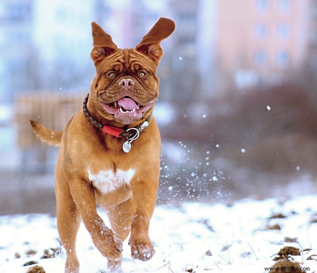 Heartwarming Photos: Dogs Embracing the Winter Wonderland