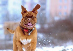 Heartwarming Photos: Dogs Embracing the Winter Wonderland