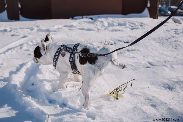 Heartwarming Photos: Dogs Embracing the Winter Wonderland