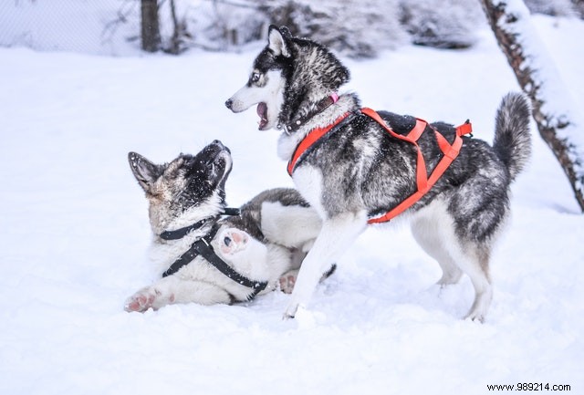 Heartwarming Photos: Dogs Embracing the Winter Wonderland