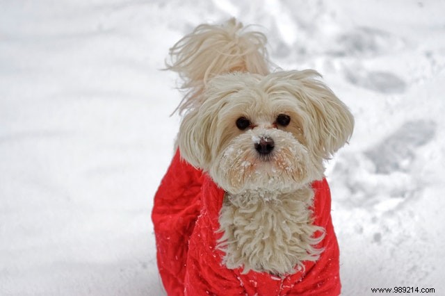 Heartwarming Photos: Dogs Embracing the Winter Wonderland
