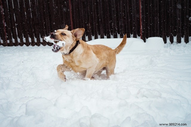 Heartwarming Photos: Dogs Embracing the Winter Wonderland