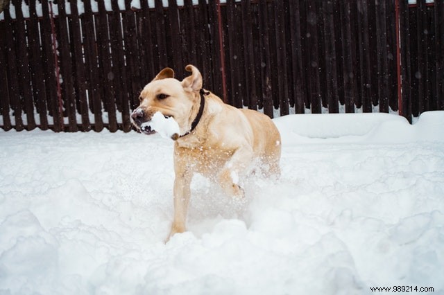 Heartwarming Photos: Dogs Embracing the Winter Wonderland