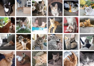 2019 s Top Cat, Dog, and Rabbit Names Revealed by Petplan Insurance Data