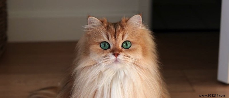 Celebrate International Cat Day: Top Facebook Groups and Pages for Cat Lovers