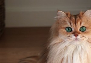 Celebrate International Cat Day: Top Facebook Groups and Pages for Cat Lovers