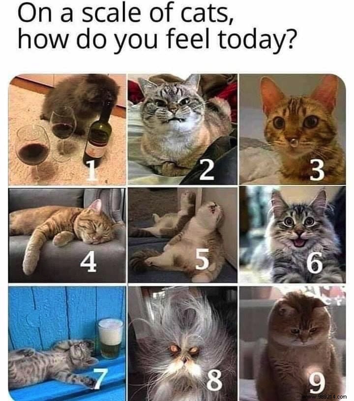 Celebrate International Cat Day: Top Facebook Groups and Pages for Cat Lovers