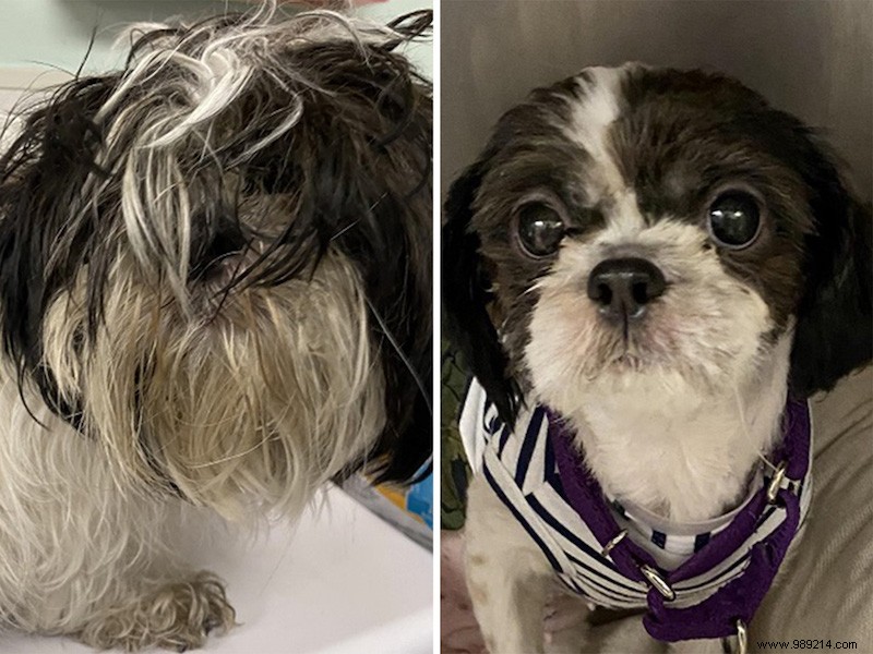 Top 10 Heartwarming Shelter Dog Makeovers of 2020: From Scruffy to Showstoppers