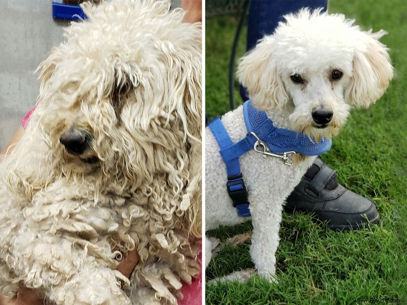 Top 10 Heartwarming Shelter Dog Makeovers of 2020: From Scruffy to Showstoppers