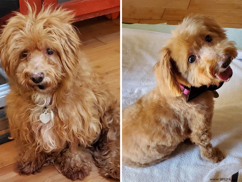 Top 10 Heartwarming Shelter Dog Makeovers of 2020: From Scruffy to Showstoppers
