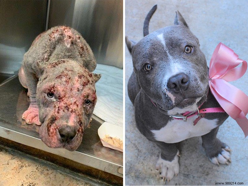 Top 10 Heartwarming Shelter Dog Makeovers of 2020: From Scruffy to Showstoppers