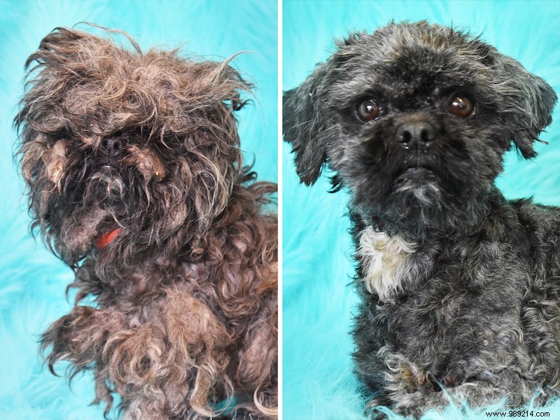 Top 10 Heartwarming Shelter Dog Makeovers of 2020: From Scruffy to Showstoppers