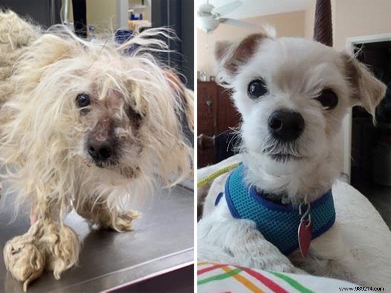 Top 10 Heartwarming Shelter Dog Makeovers of 2020: From Scruffy to Showstoppers