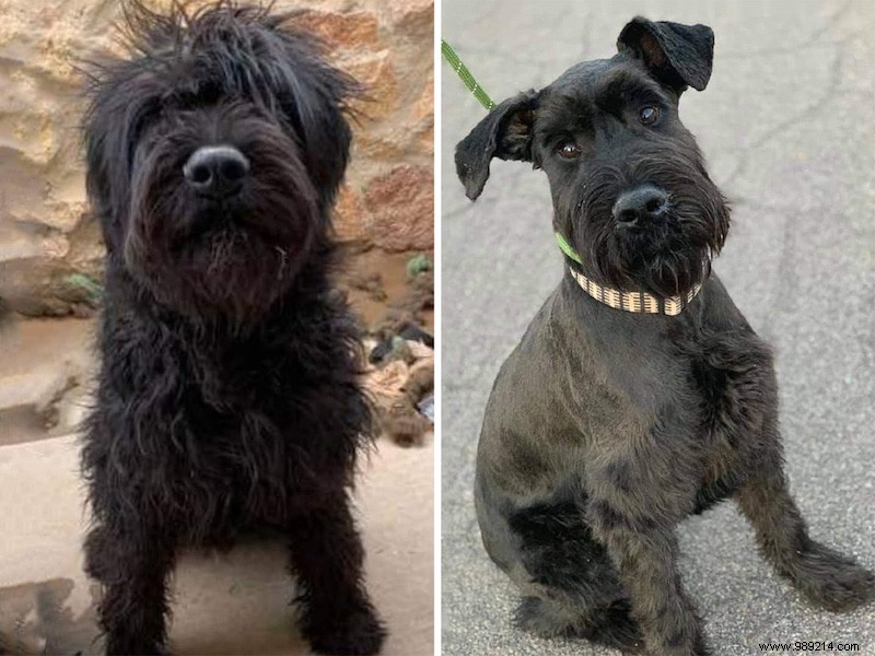Top 10 Heartwarming Shelter Dog Makeovers of 2020: From Scruffy to Showstoppers