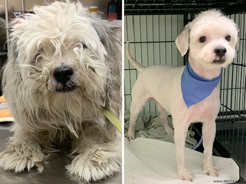 Top 10 Heartwarming Shelter Dog Makeovers of 2020: From Scruffy to Showstoppers