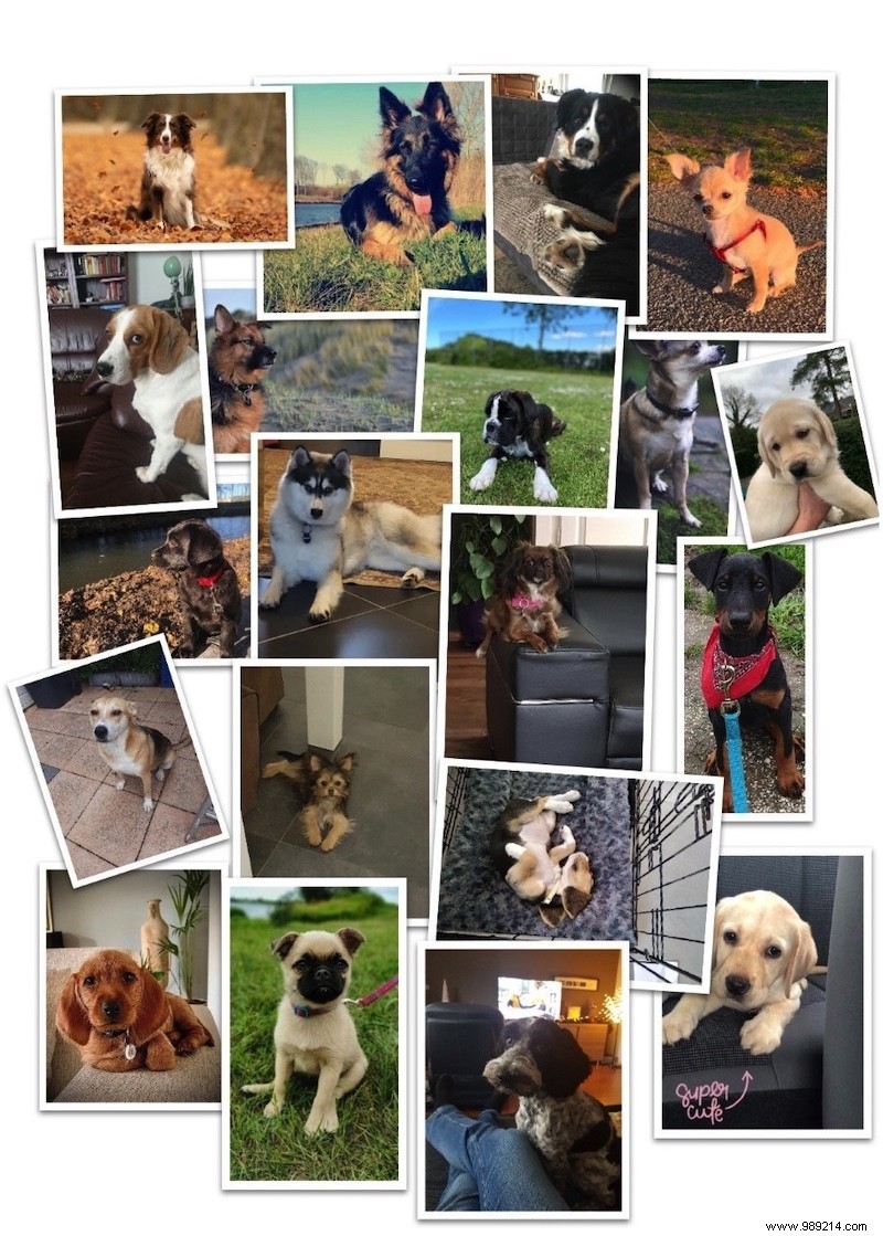 Most Popular Dog Names in the Netherlands for 2020: Luna and Max Top the List