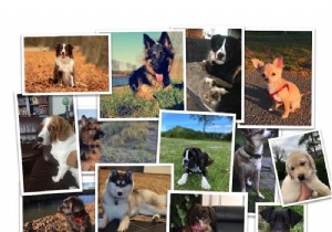 Most Popular Dog Names in the Netherlands for 2020: Luna and Max Top the List