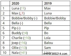 Most Popular Dog Names in the Netherlands for 2020: Luna and Max Top the List
