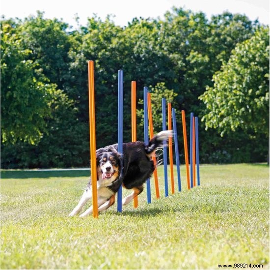 Fun and Safe Puppy Games: Expert Tips for Bonding and Training