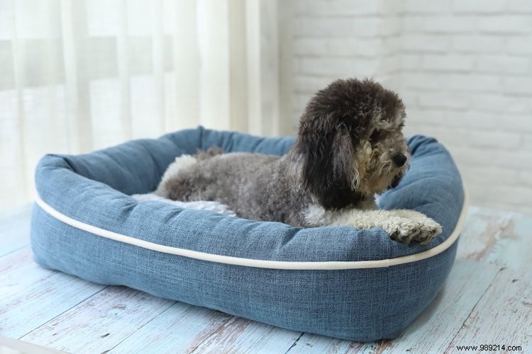 Essential Puppy Gear: Must-Haves for Your New Dog s First Weeks at Home