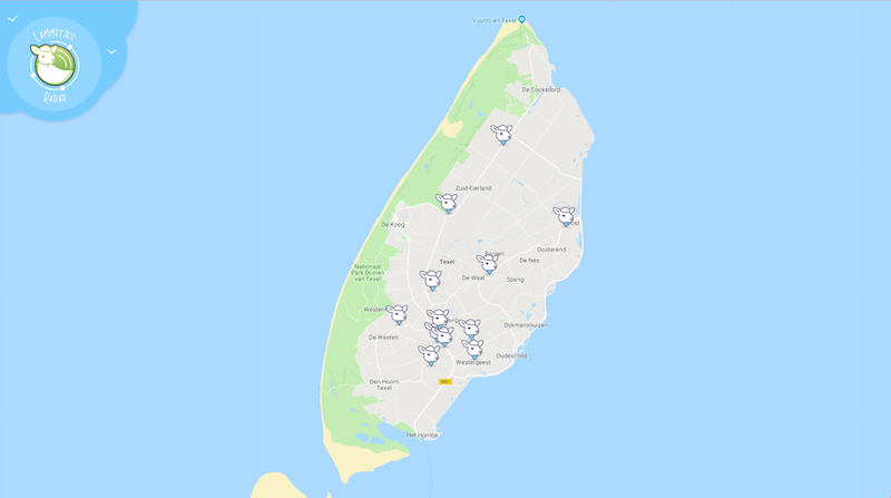 Texel s Lamb Season Officially Begins: Spot the First Newborns on the Lambs Radar