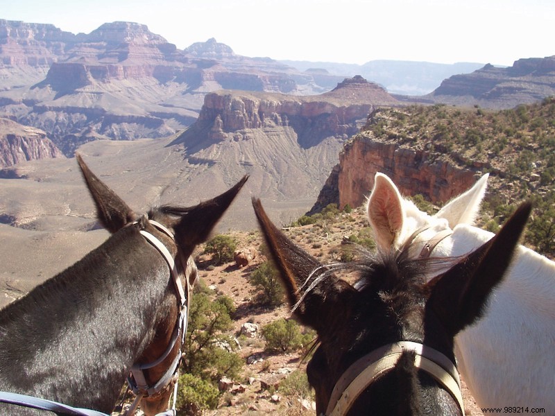 5 Insider Tips for an Unforgettable Grand Canyon Adventure