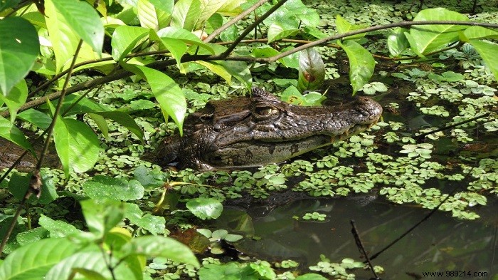 Discover Central America: Premier Destinations for Adventure and Nature Lovers