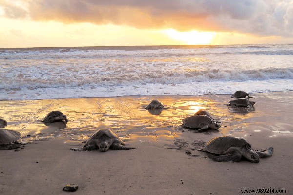 Epic Adventures in Central America: Expert Tips and Must-See Experiences