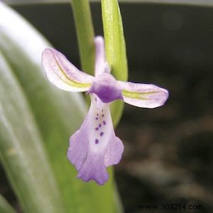 Discover Chios: Greece s Authentic Island Gem with Mastic Villages, Pristine Beaches, and Timeless Traditions