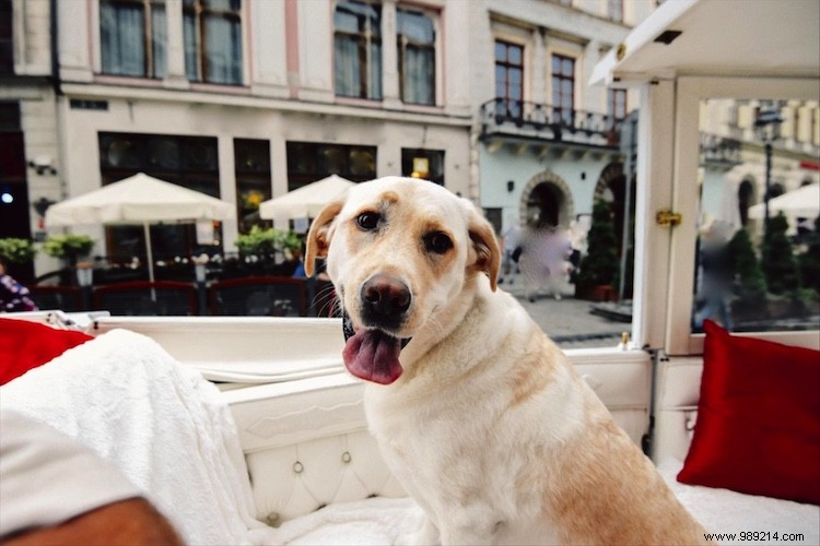 8 Key Travel Trends Shaping 2020: Insights from Booking.com s Global Survey