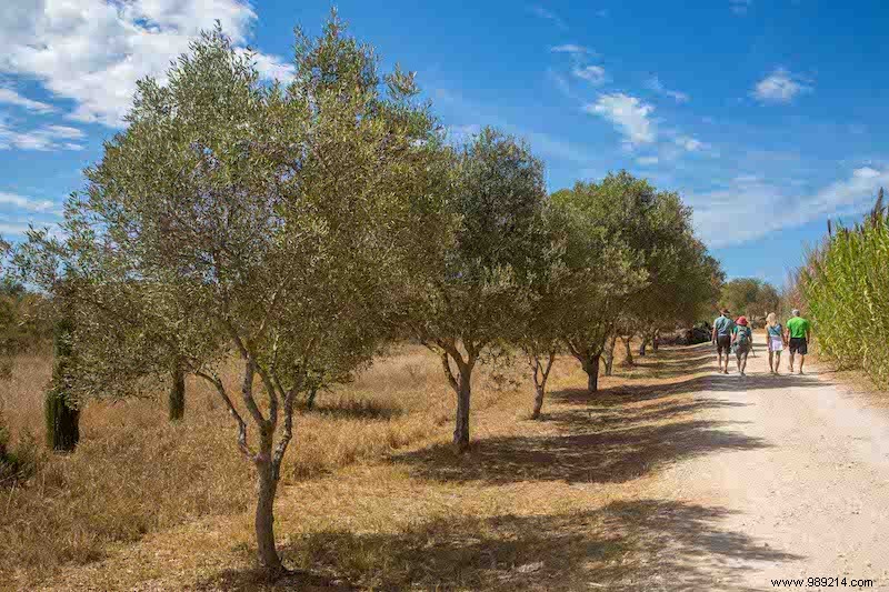 Escape to Portugal s Quintas: Authentic Farm Stays and Rural Bliss