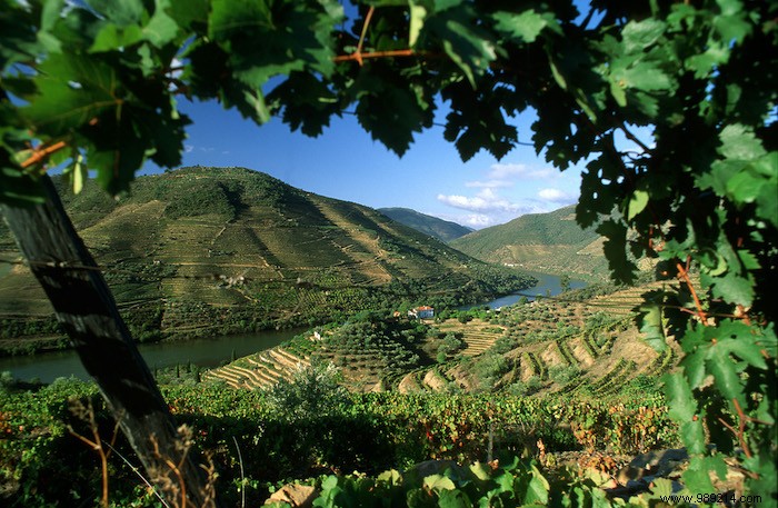 Journey Through Portugal s Seven Wine Regions: Taste the Diversity at Home
