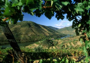 Journey Through Portugal s Seven Wine Regions: Taste the Diversity at Home