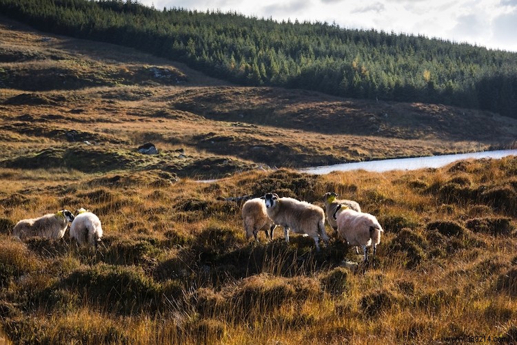 Ireland s Stunning Dreamscapes: Top Landscapes from Tourism Ireland s Instagram