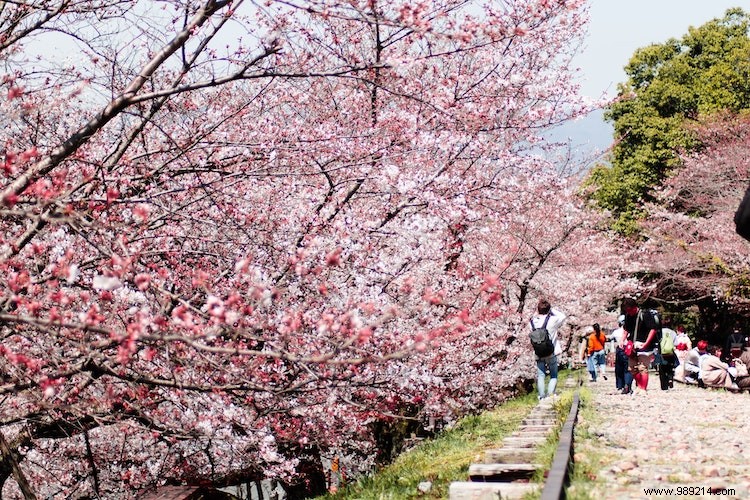Cherry Blossoms in Japan: An Expert Guide to Sakura Seasons, Varieties, and Iconic Hanami Spots