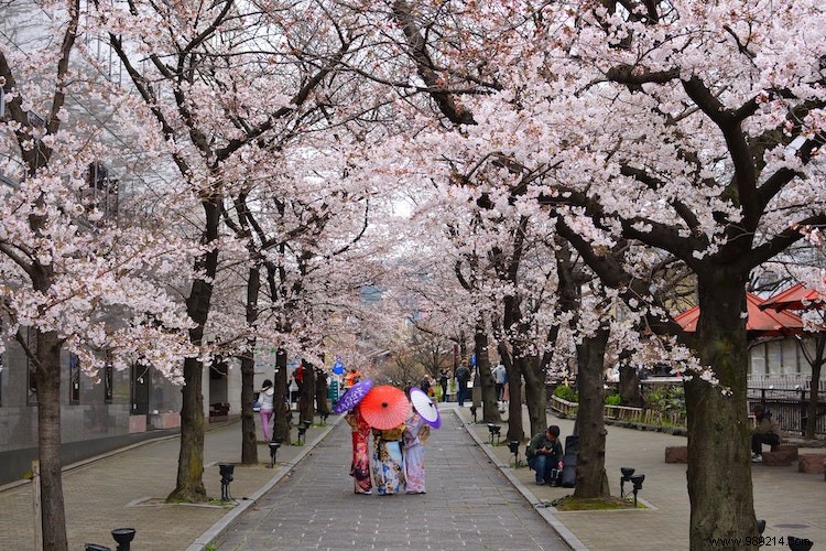 Cherry Blossoms in Japan: An Expert Guide to Sakura Seasons, Varieties, and Iconic Hanami Spots