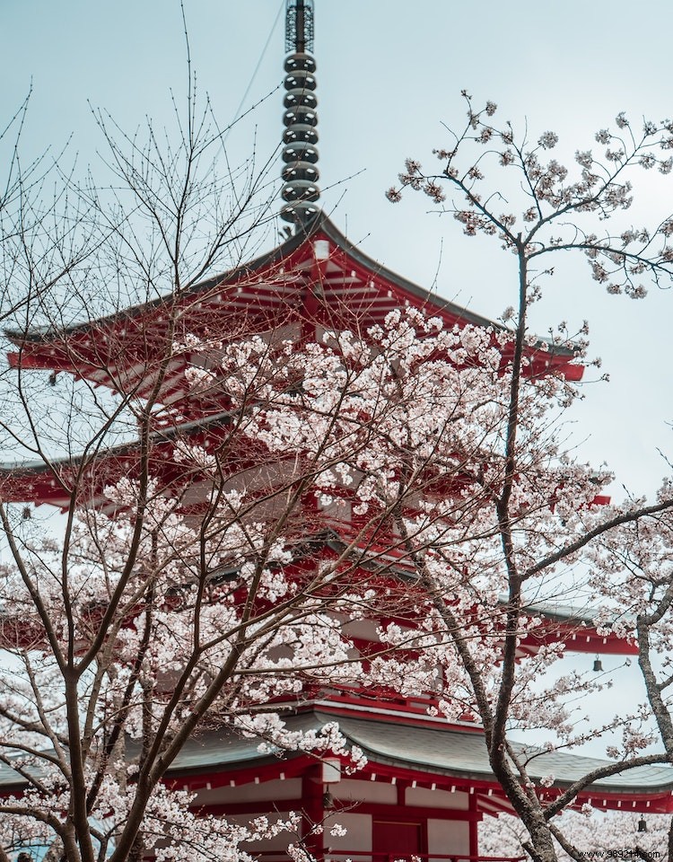 Cherry Blossoms in Japan: An Expert Guide to Sakura Seasons, Varieties, and Iconic Hanami Spots