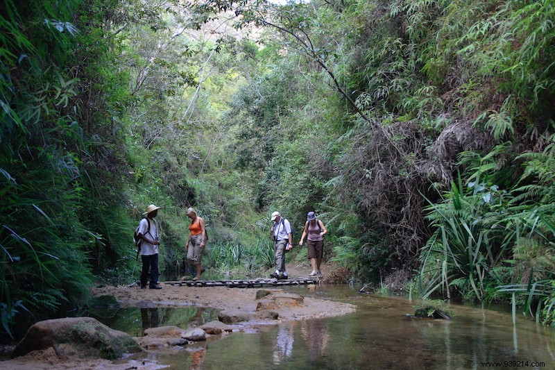 Discover 5 Unmissable Jungles: Epic Adventures in the World s Wildest Forests