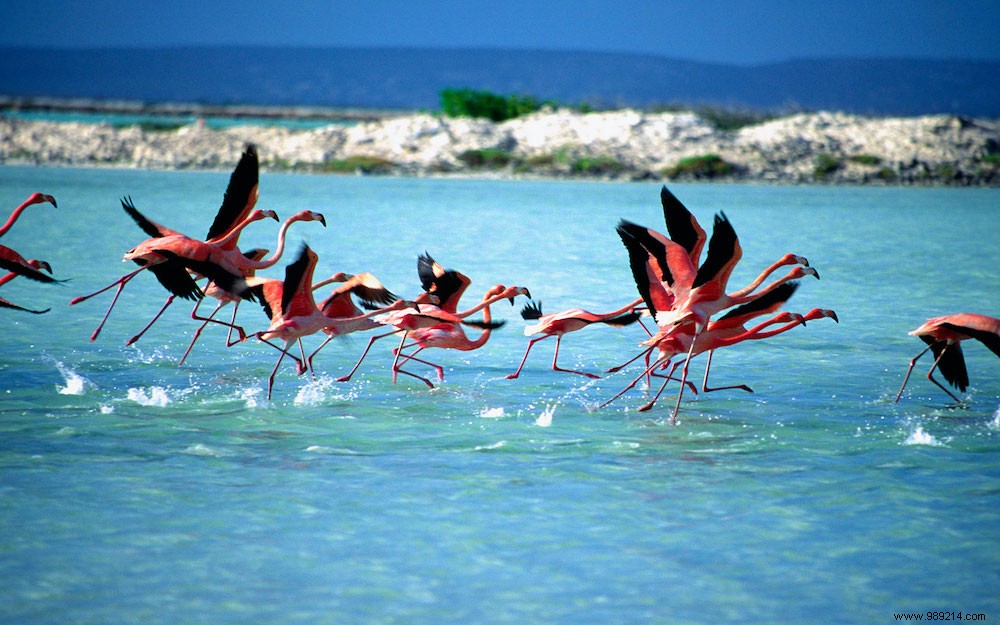7 Must-See Experiences in Bonaire: From World-Class Diving to Flamingo Wonders