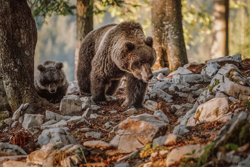 4 Surprising Slovenia Holiday Gems: Bear Watching, Vineyard Stays, Glamping & Digital Detox