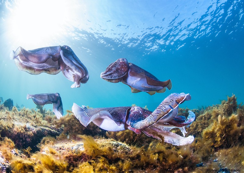 Australia s Most Captivating Natural Wonders: Pink Lakes, Dinosaur Tracks, Horizontal Falls, and Giant Cuttlefish
