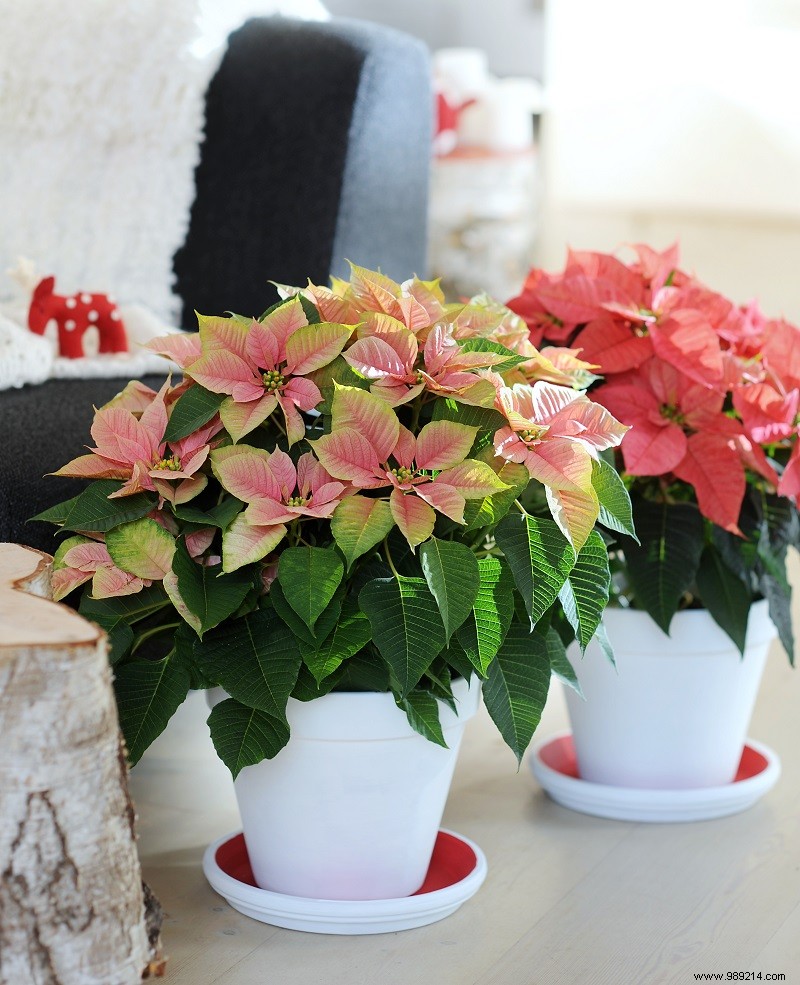 5 Creative Ways to Style Poinsettias for Holiday Cheer