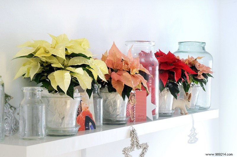5 Creative Ways to Style Poinsettias for Holiday Cheer
